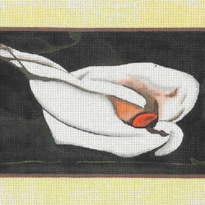Garden Calla Lily