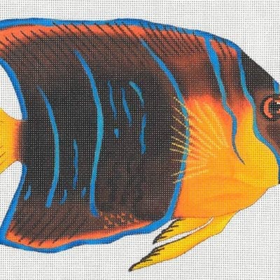 Giant King Angelfish