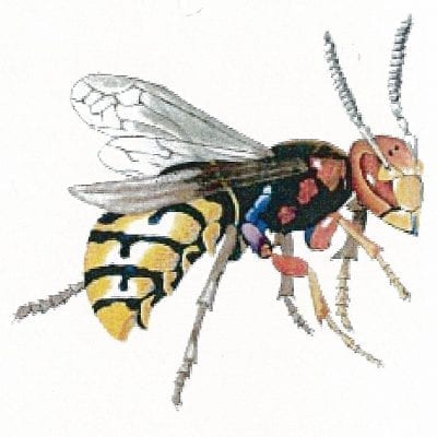 Wasp