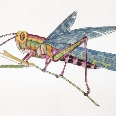 Grasshopper