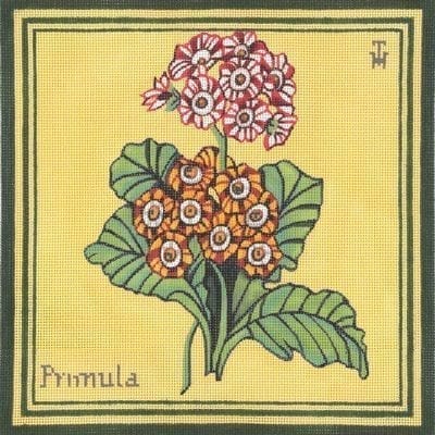 Primula