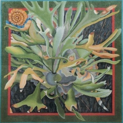 Staghorn Fern