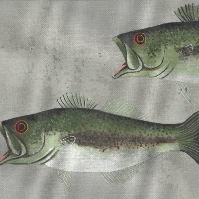 Large Mouth Bass & Fly