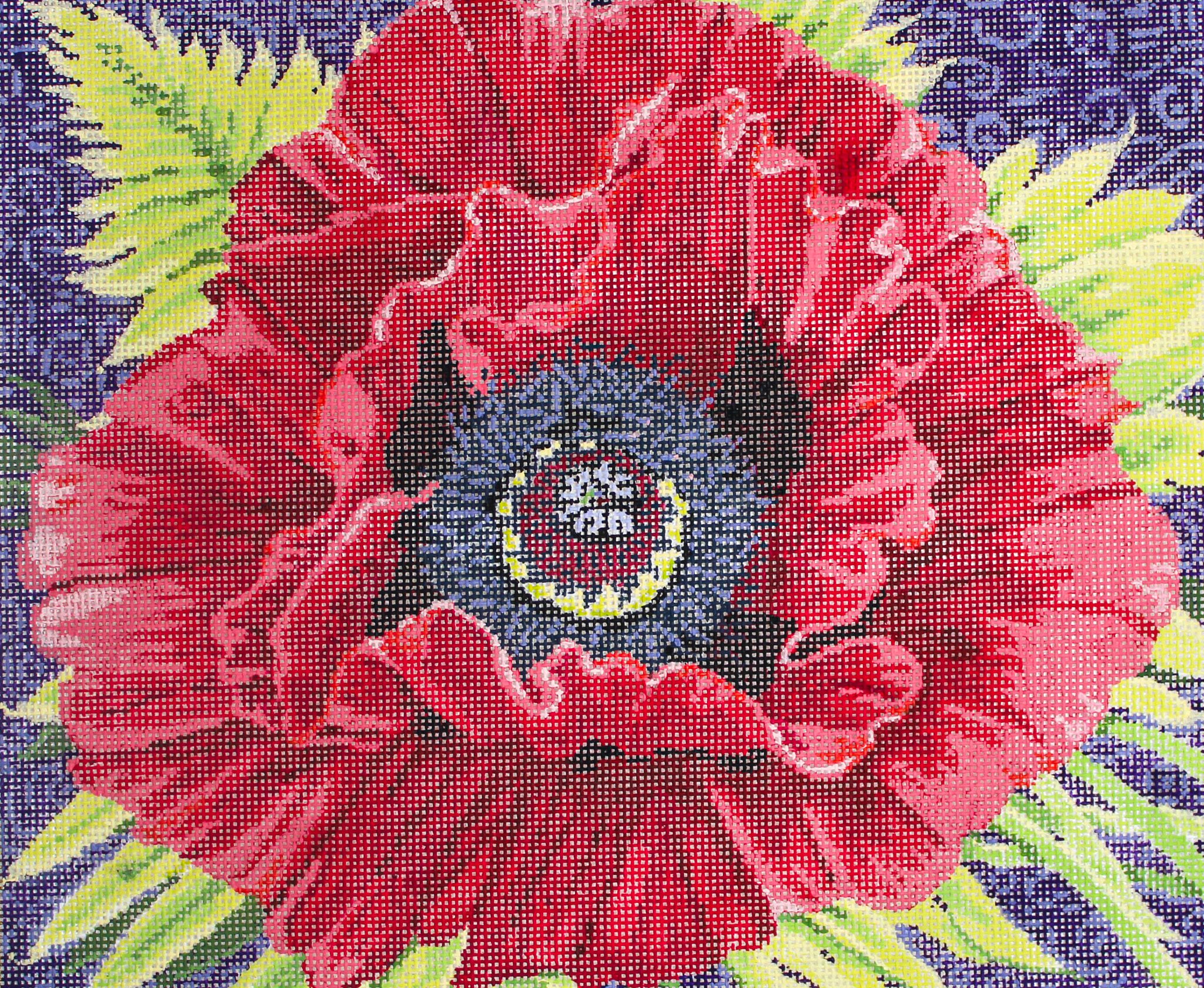 Amapola